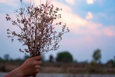 Hand holding dried plant against sky during sunset