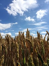 Low angle view of plants on field against sky