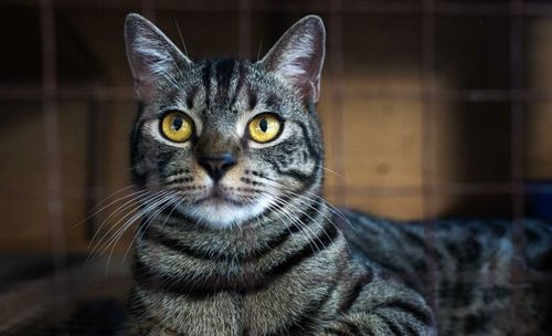 Close-up portrait of cat
