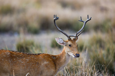 Deer on a field