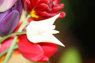 Close-up of flowers blooming outdoors