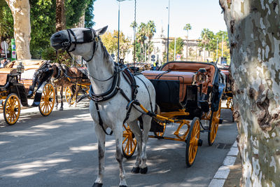 Horse cart on street
