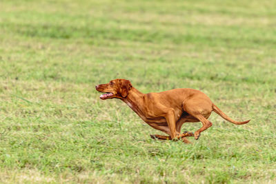 Vizsla dog