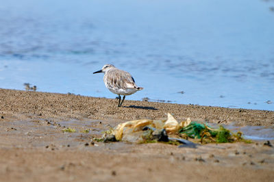 Seagull perching on a beach