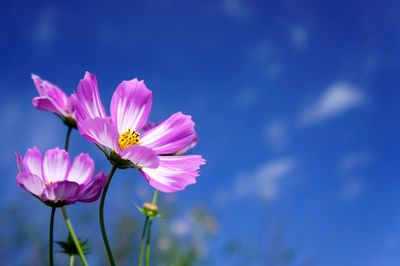Close-up of pink cosmos flowers against blue sky