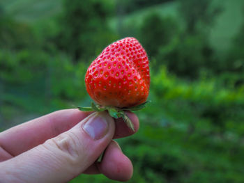 Close-up of hand holding strawberry