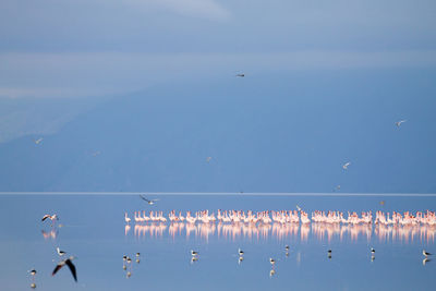 Seagulls flying in the sky