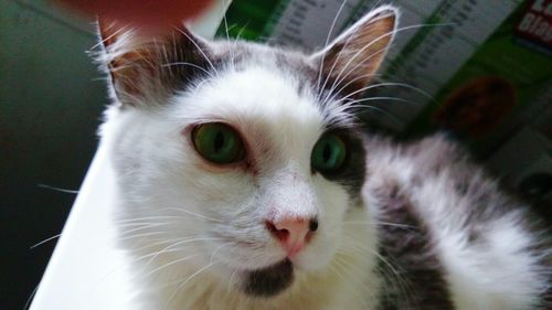 Close-up portrait of cat