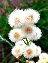 Close-up of white dandelion flower on field