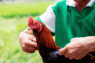 Midsection of man holding chicken