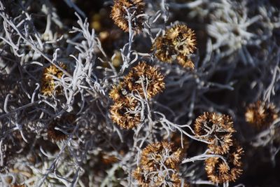 Close-up of dry plants during winter