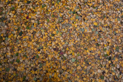 Full frame shot of stones