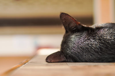 Close-up of cat looking away