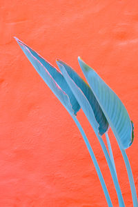 High angle view of painting on red wall