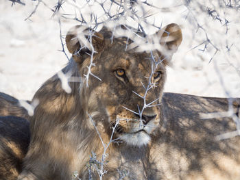 Portrait of female lion under thorny bush in etosha national park, namibia, africa