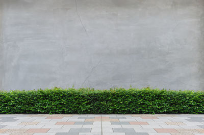 Plants growing against wall