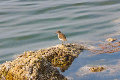 High angle view of seagull perching on rock by lake