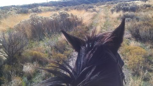 View of an animal on field