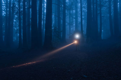 View of trees in the forest at night