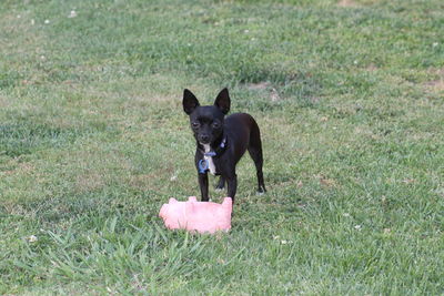Black dog with ball on field