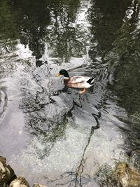 High angle view of ducks swimming in lake