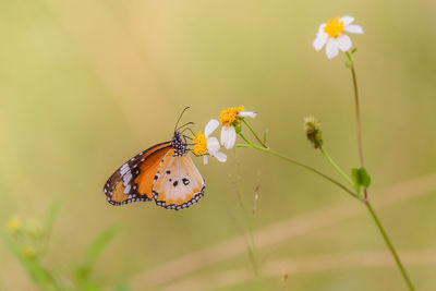 Close-up of butterfly pollinating on flower