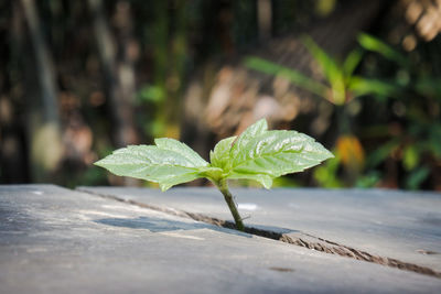 Close-up of green leaves on plant