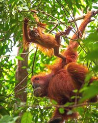 Monkeys in a forest