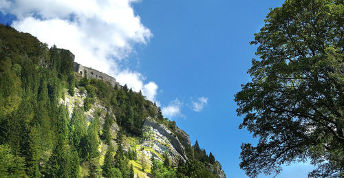 Low angle view of trees against blue sky