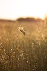Close-up of wheat growing on field against sky during sunset