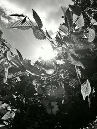 Low angle view of sun shining through trees