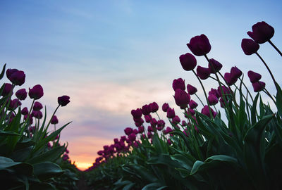 Close-up of purple flowering plants during sunset