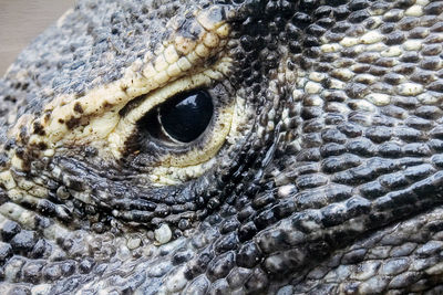 Close up of the famous lizards of singapore