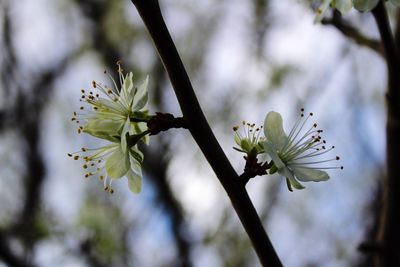 Close-up of white flowers on branch