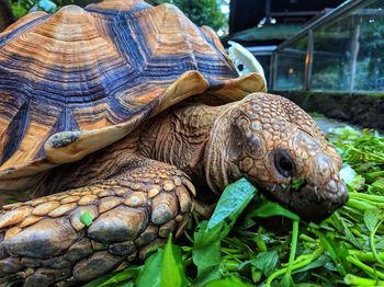 Close-up of turtle, sulcata tortoise is looking at camera. slow life