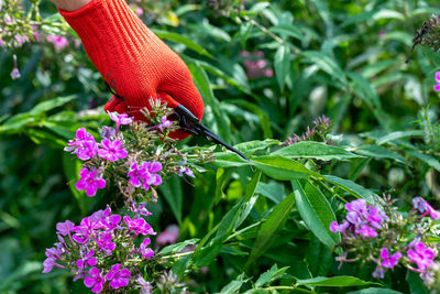 Gardener in red gloves makes pruning with pruning shears faded phlox flowers