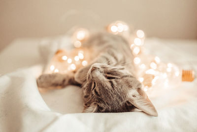 Close-up of cat sleeping on bed