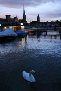 Swan in a river