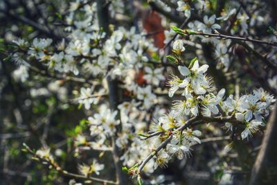 Close-up of white cherry blossoms in spring