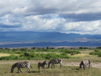 Zebras grazing on grassy landscape against cloudy sky