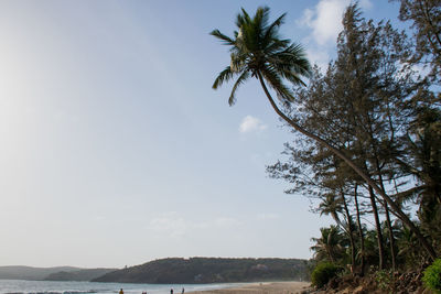 Low angle view of coconut palm trees against sky