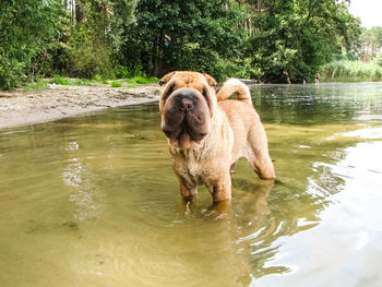 Dog in a lake