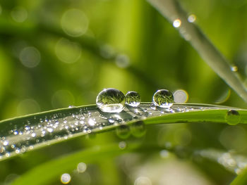 Close-up of water drops on plant