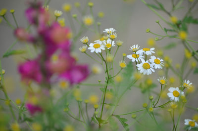 Close-up of yellow flowering plant on field