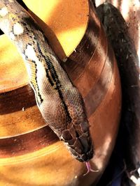 High angle view of snake