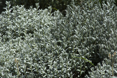 Close-up of flowering plants on field