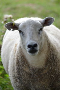 Close-up portrait of an animal on field