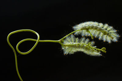 Close-up of green plant against black background