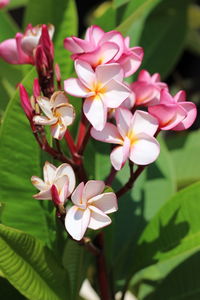 Close-up of pink flowering plants