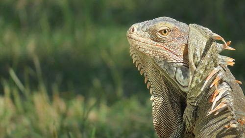 Close-up of a lizard